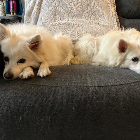 Enlarge Glitters, a Adoptable American Eskimo Dog in Normal, IL image 5/5