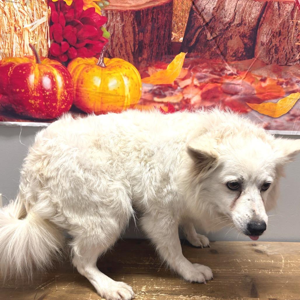 Glitters thumbnail 5