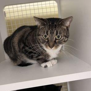 Gilly, Adoptable, Adult Female Domestic Short Hair.