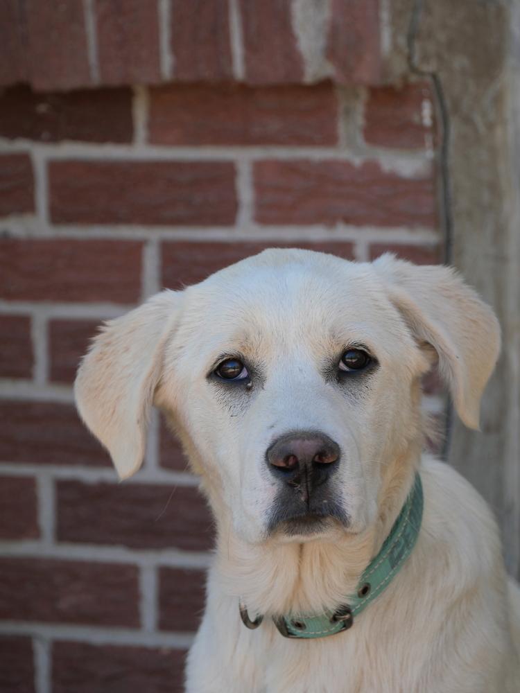 George, a Adoptable mixed breed in Boulder, CO image 3/6