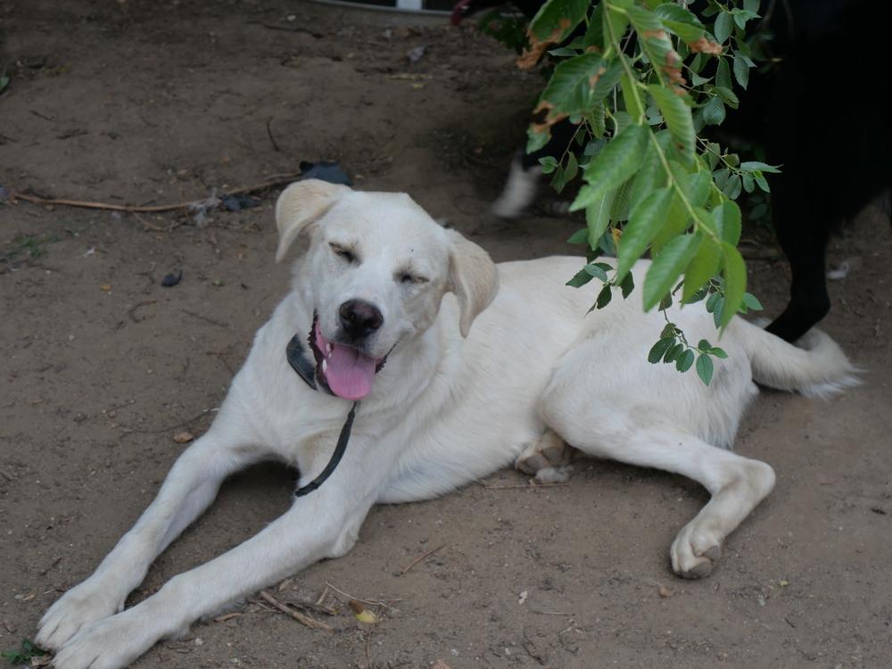 George, a Adoptable mixed breed in Boulder, CO image 2/6