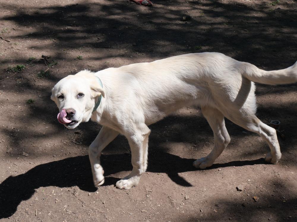 George, a Adoptable mixed breed in Boulder, CO image 4/6