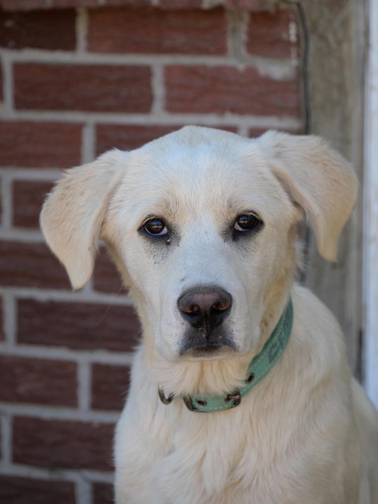 George, a Adoptable mixed breed in Boulder, CO image 1/6