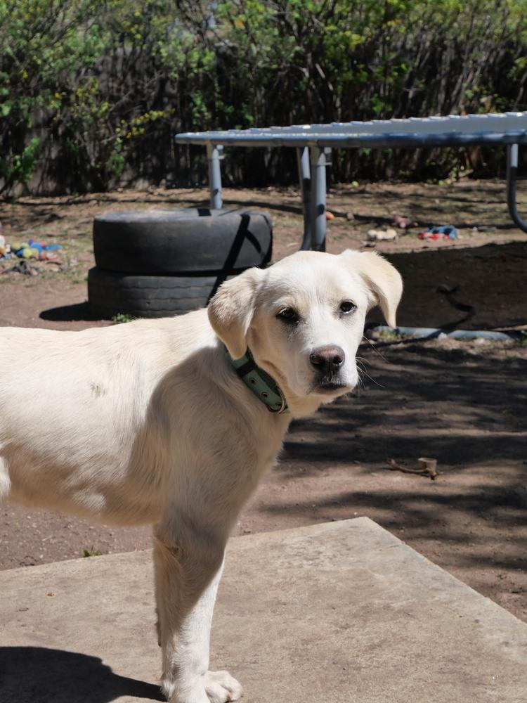 George, a Adoptable mixed breed in Boulder, CO image 5/6