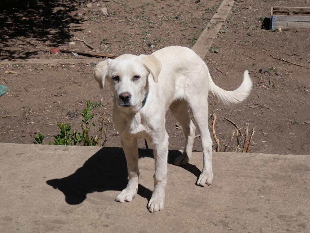 George, a Adoptable mixed breed in Boulder, CO image 6/6
