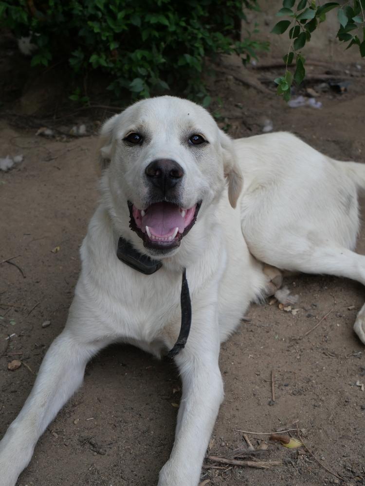 George, a Adoptable mixed breed in Boulder, CO image 4/6
