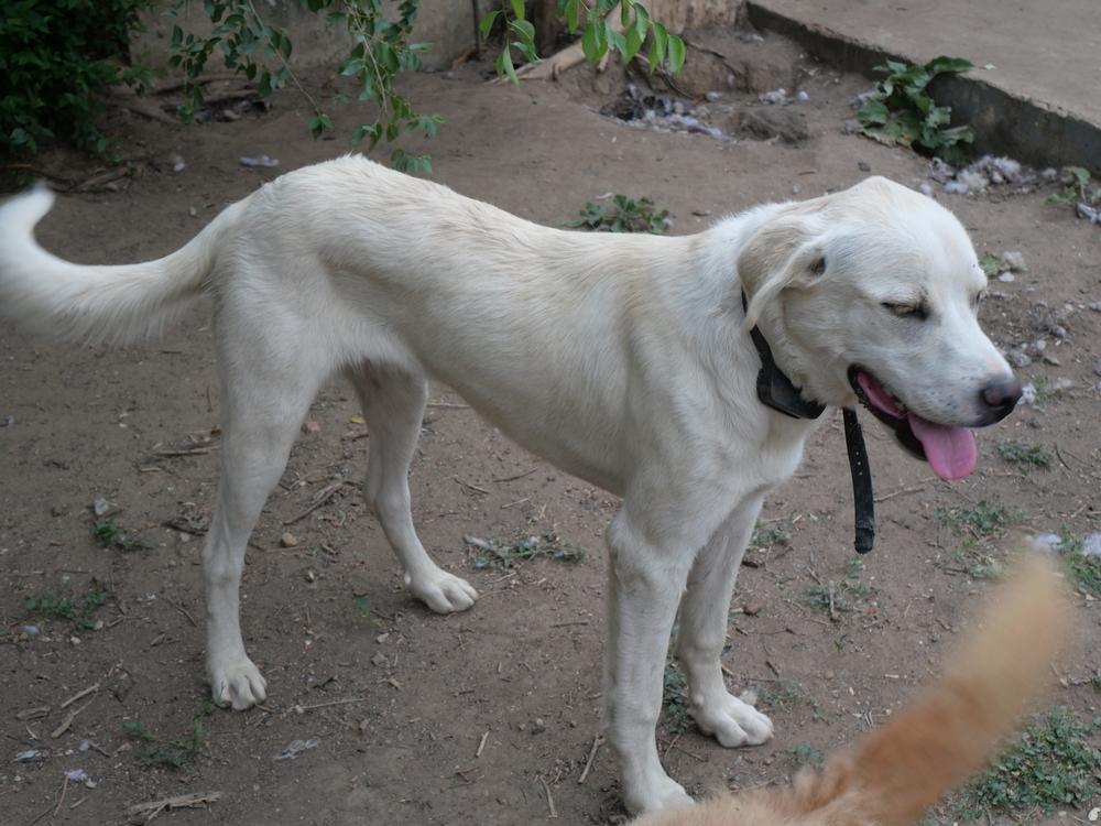 George, a Adoptable mixed breed in Boulder, CO image 5/6