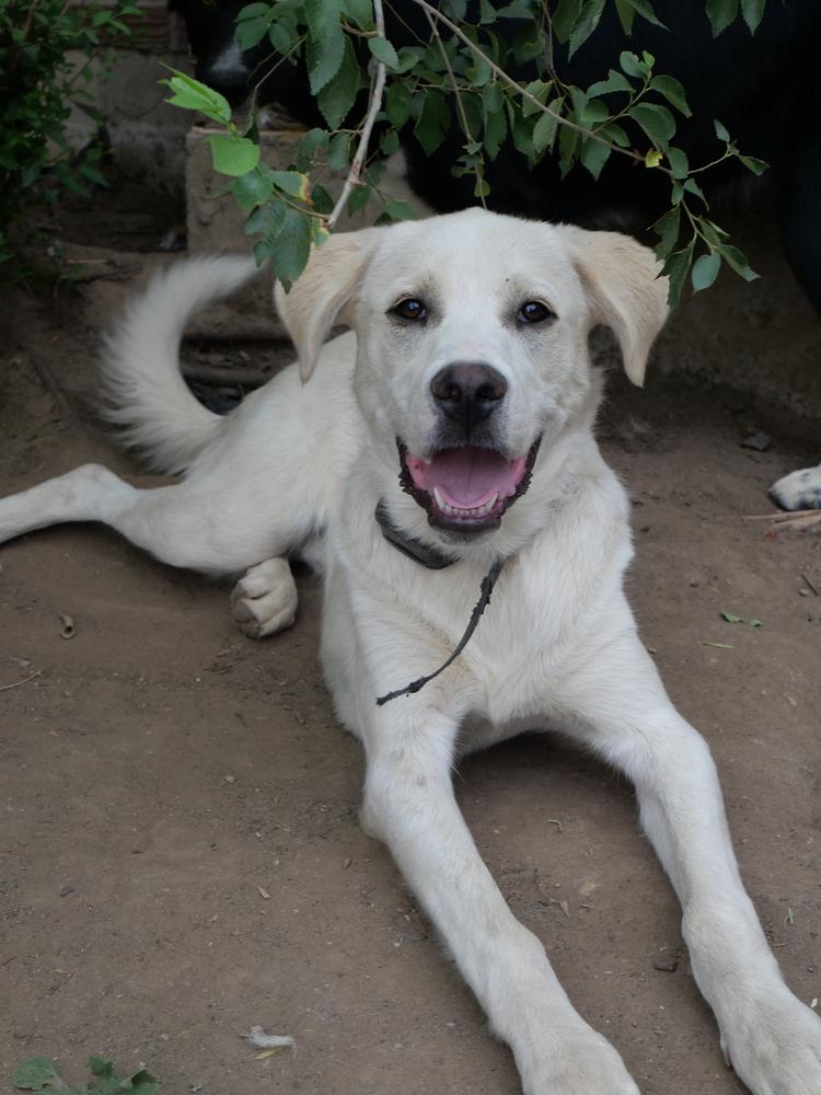 George, a Adoptable mixed breed in Boulder, CO image 1/6