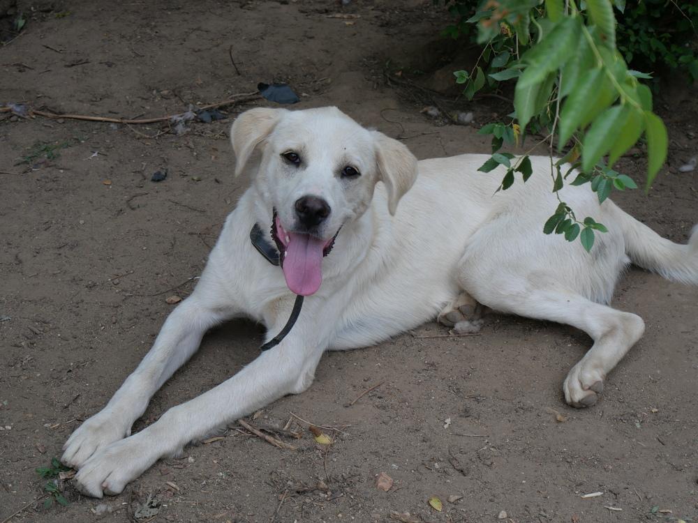 George, a Adoptable mixed breed in Boulder, CO image 6/6