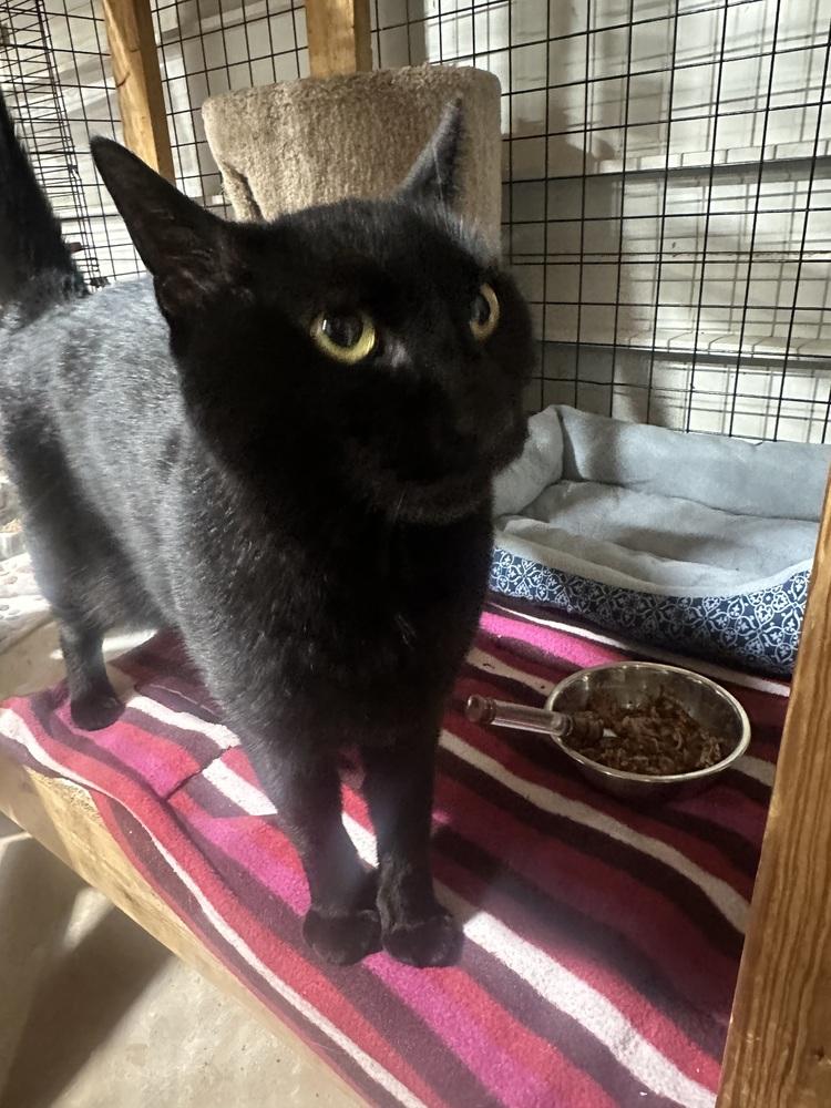 Enlarge Boston, a Adoptable mixed breed in Germantown, OH image 1/3