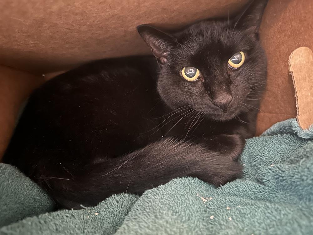 Enlarge Boston, a Adoptable mixed breed in Germantown, OH image 2/3