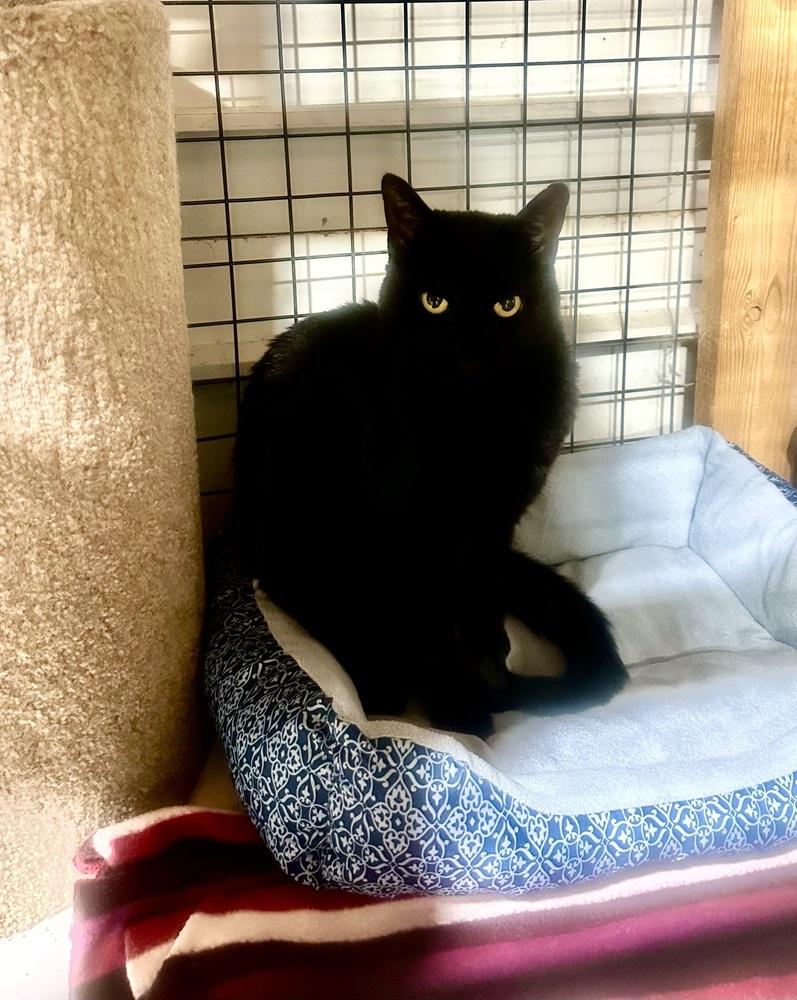 Enlarge Boston, a Adoptable mixed breed in Germantown, OH image 3/3