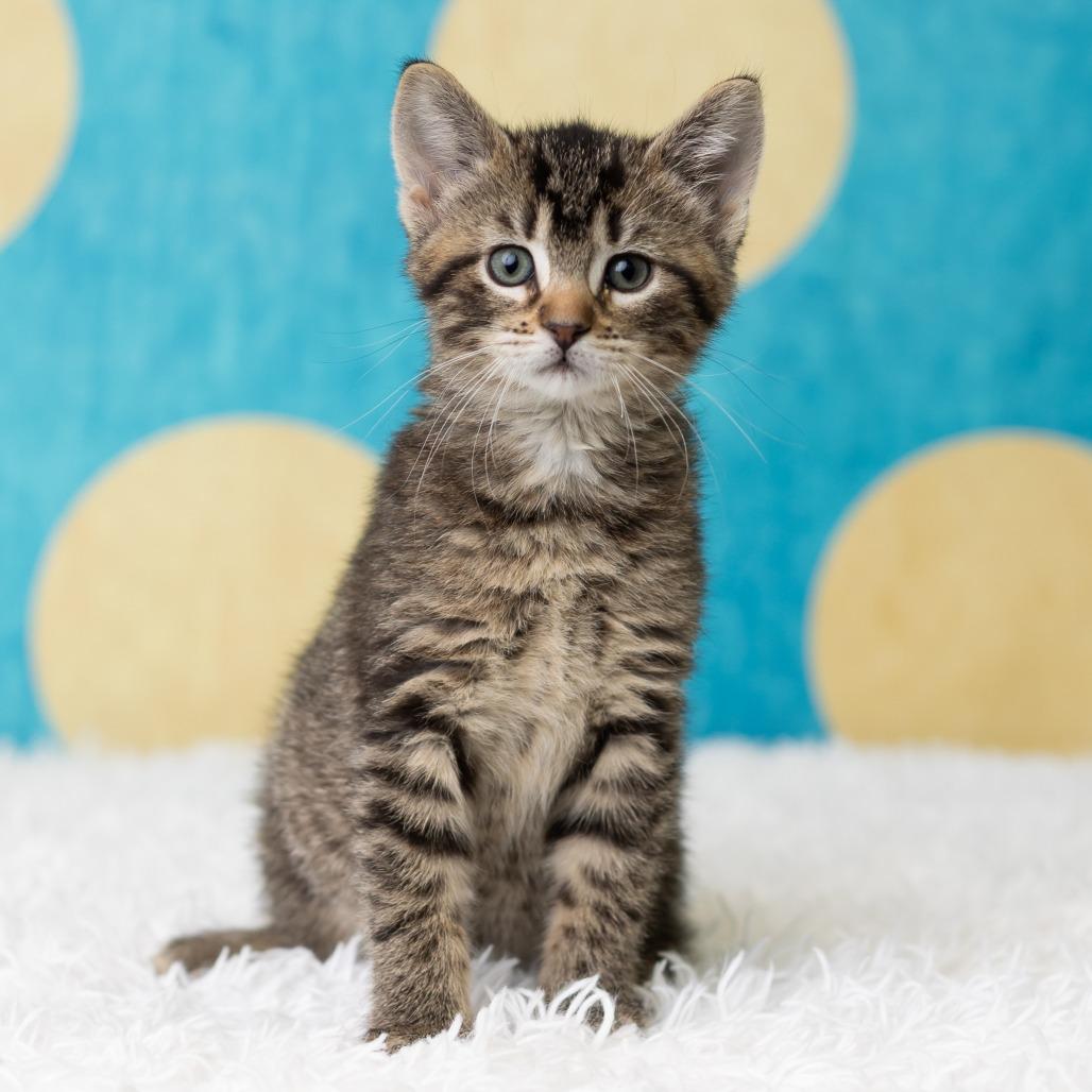 Belladonna, Adoptable, Kitten Female Domestic Short Hair.