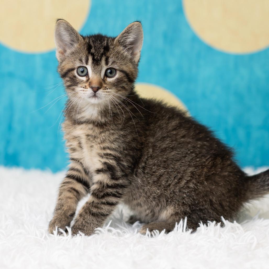 Enlarge Belladonna, a Adoptable Domestic Short Hair in St. Paul, MN image 2/5