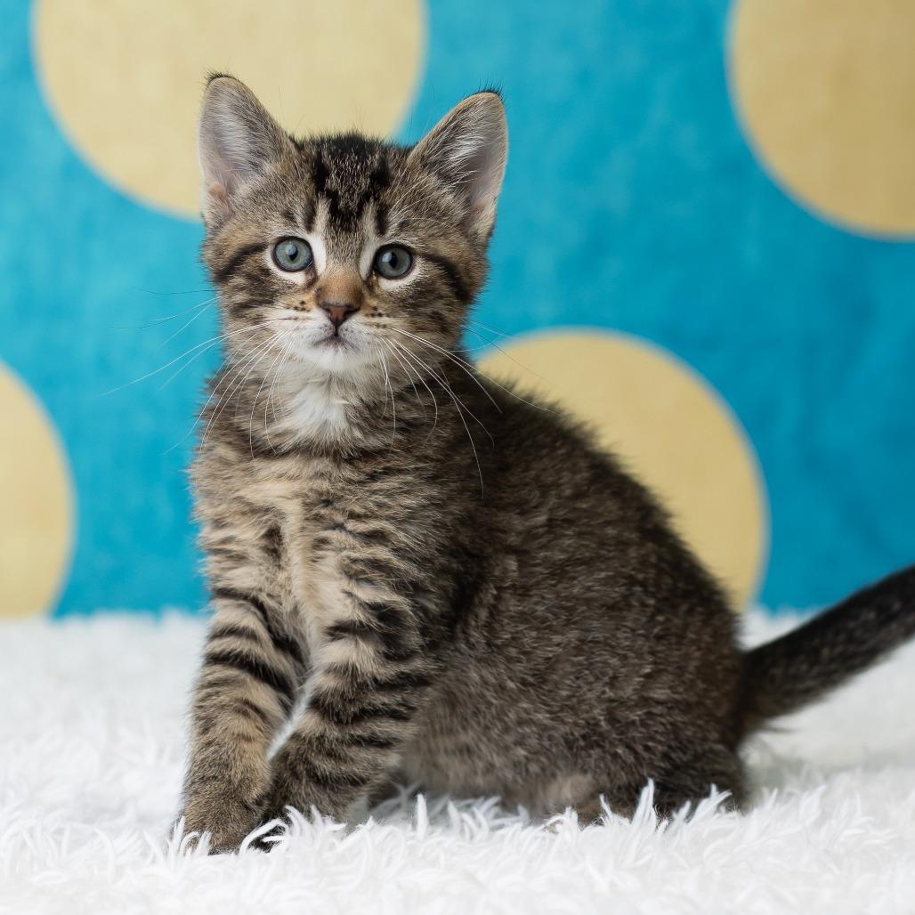 Enlarge Belladonna, a Adoptable Domestic Short Hair in St. Paul, MN image 3/5