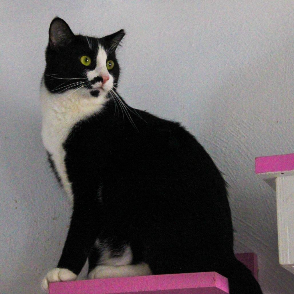 Enlarge Tequila Willies, a Adoptable mixed breed in Pittsburgh, PA image 1/3