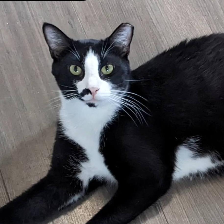 Enlarge Tequila Willies, a Adoptable mixed breed in Pittsburgh, PA image 2/3