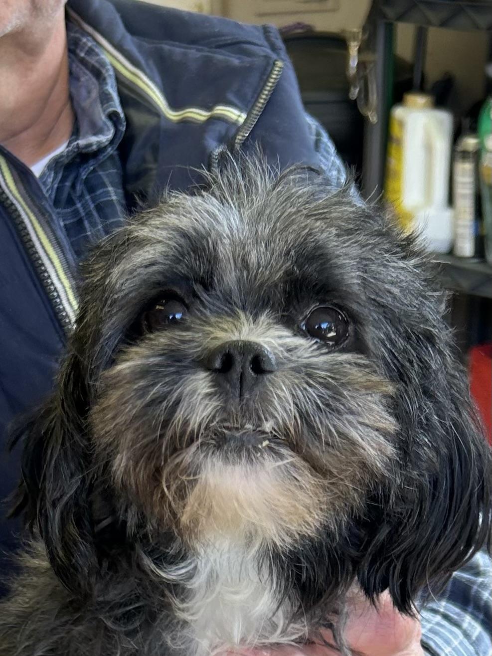 Enlarge BEANIE, a Adoptable mixed breed in Elyria, OH image 1/3