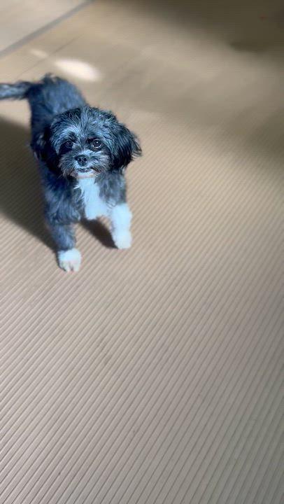 Enlarge BEANIE, a Adoptable mixed breed in Elyria, OH image 3/3