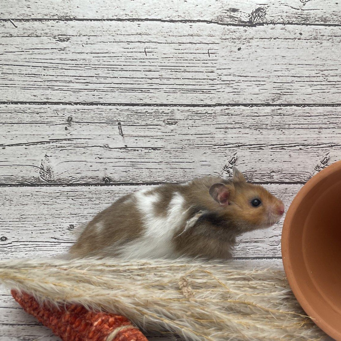 Sesame, a Adopted Hamster in Springfield, OR image 1/4