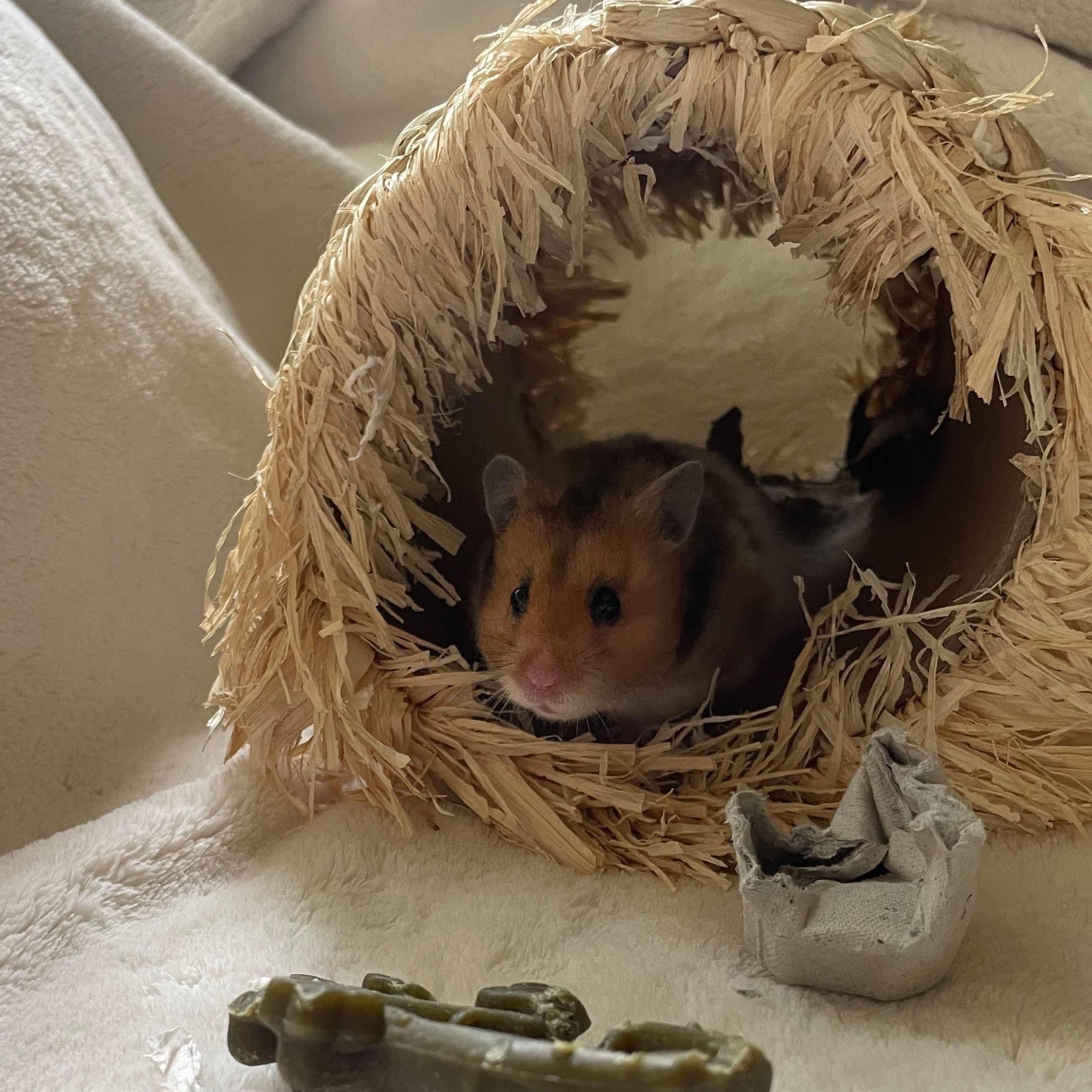 Sesame, a Adopted Hamster in Springfield, OR image 4/4