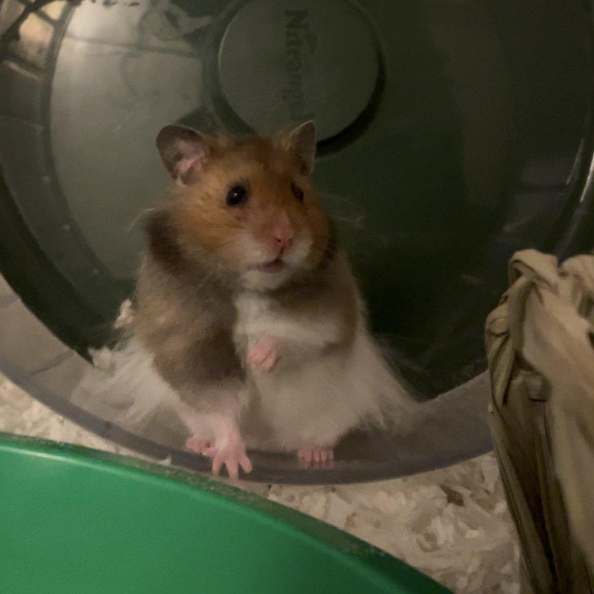 Sesame, a Adopted Hamster in Springfield, OR image 3/4