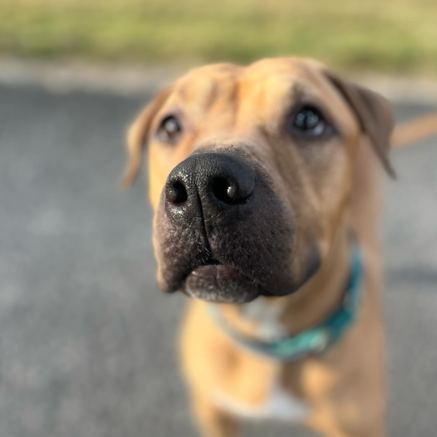 Apollo, Adoptable, Adult Male Mastiff & Pit Bull Terrier.