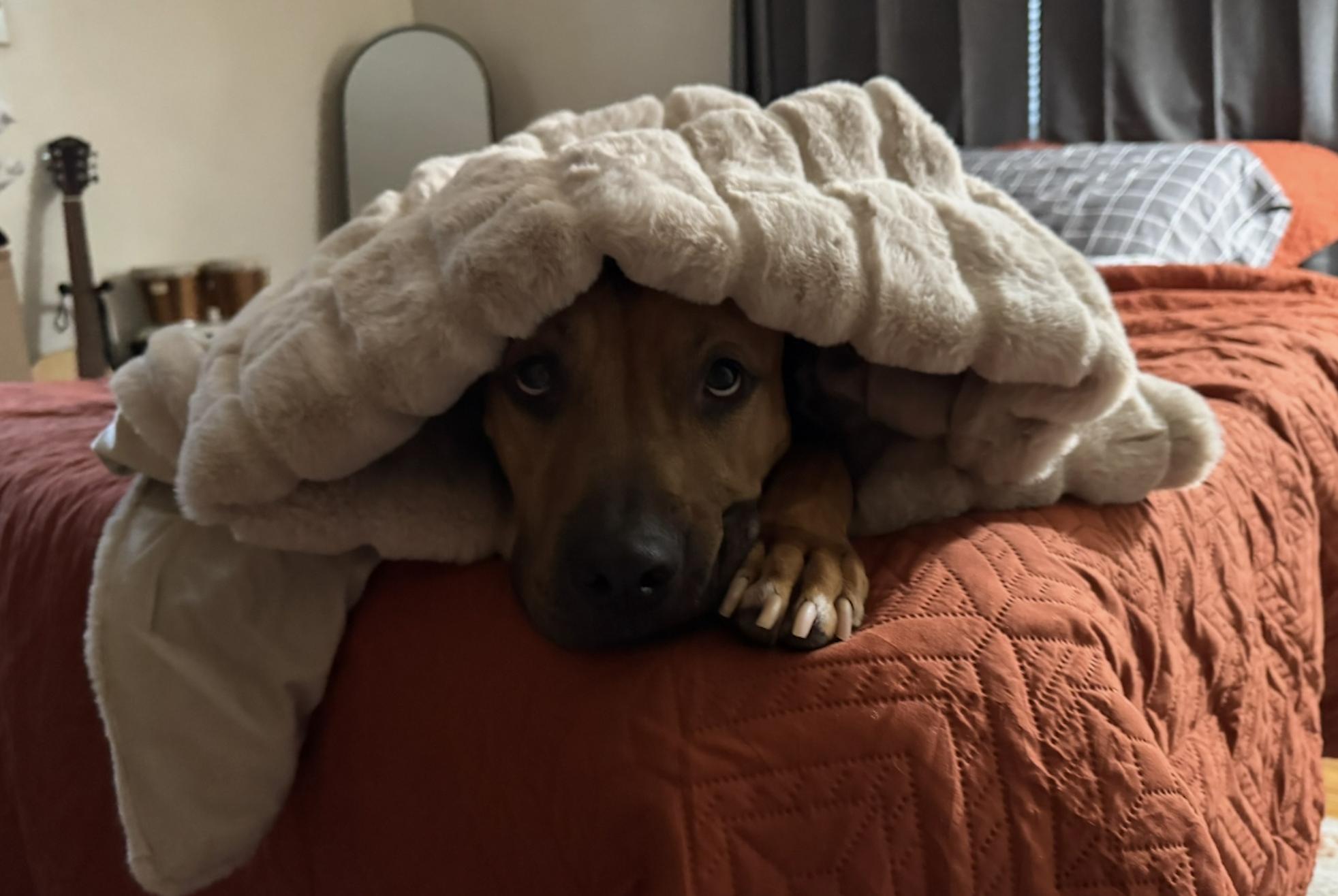 Enlarge Apollo, a Adoptable mixed breed in Niskayuna, NY image 6/6