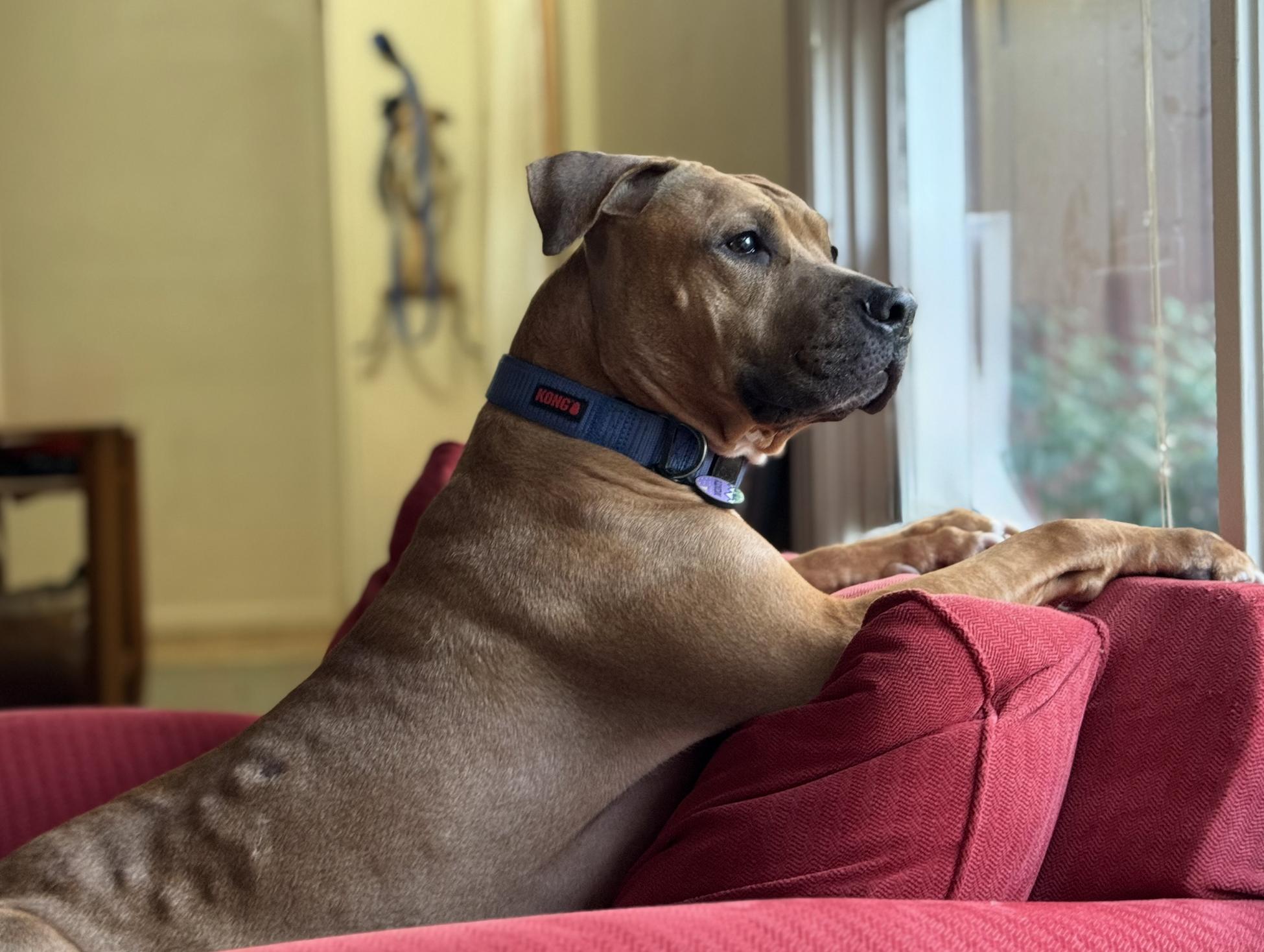 Enlarge Apollo, a Adoptable mixed breed in Niskayuna, NY image 5/6