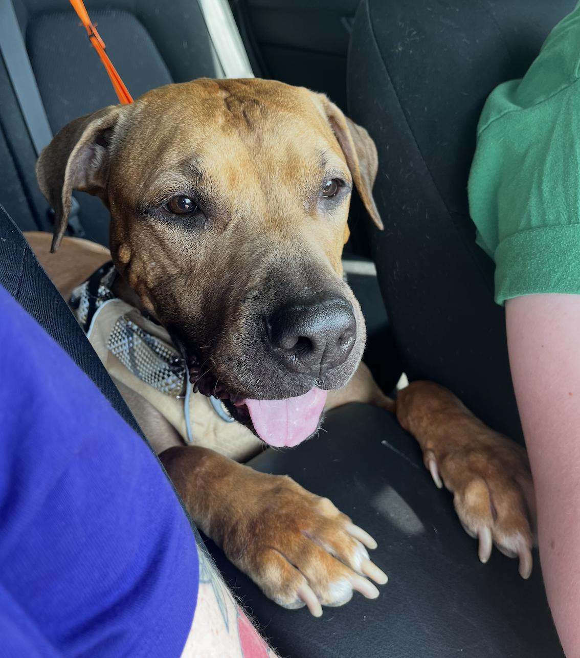 Enlarge Apollo, a Adoptable mixed breed in Niskayuna, NY image 4/6