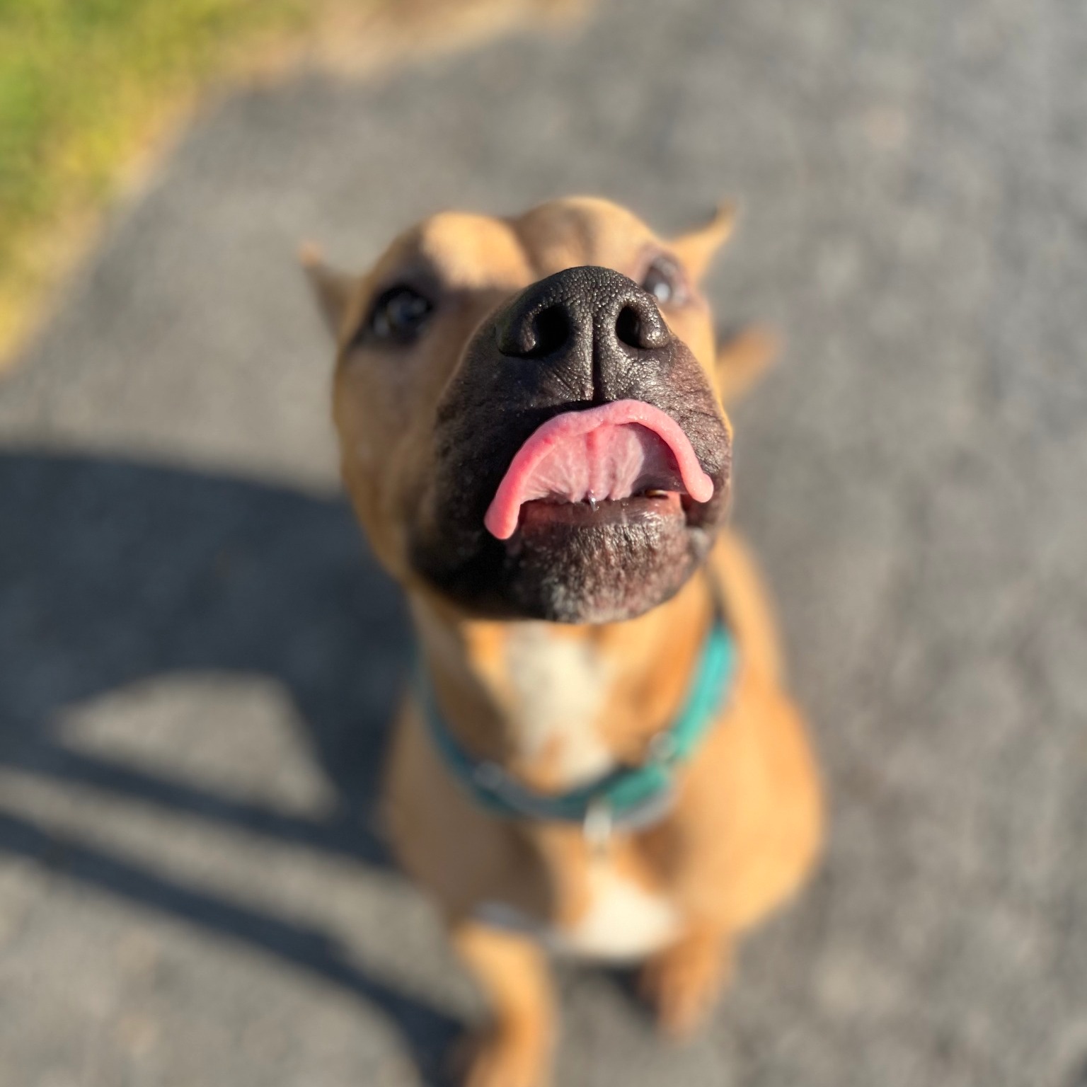 Enlarge Apollo, a Adoptable mixed breed in Niskayuna, NY image 3/6