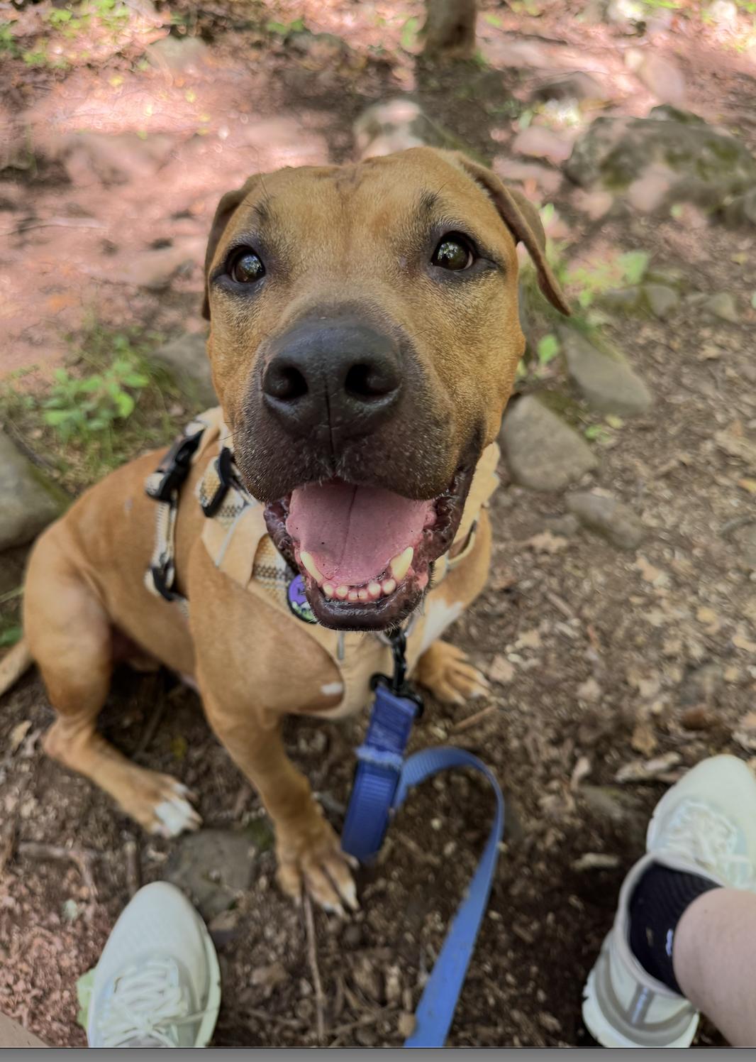 Enlarge Apollo, a Adoptable mixed breed in Niskayuna, NY image 1/6