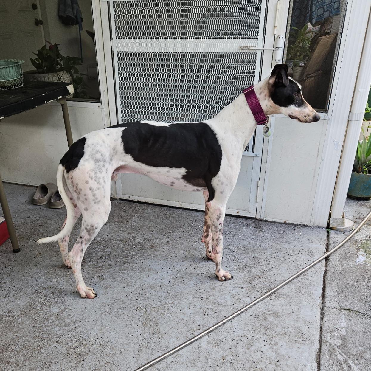 Arroyo Windsor (Arnie), Adopted, Adult Male Greyhound.
