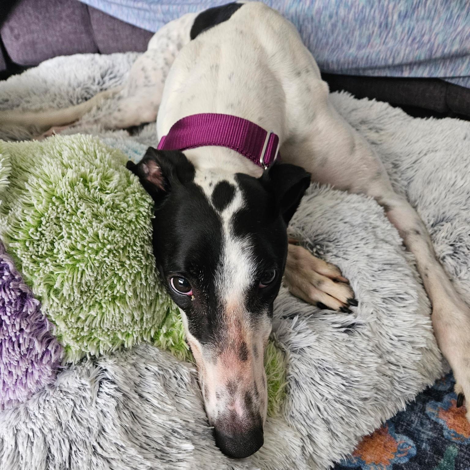Enlarge Arroyo Windsor (Arnie), a Adopted Greyhound in Tarpon Springs, FL image 2/6