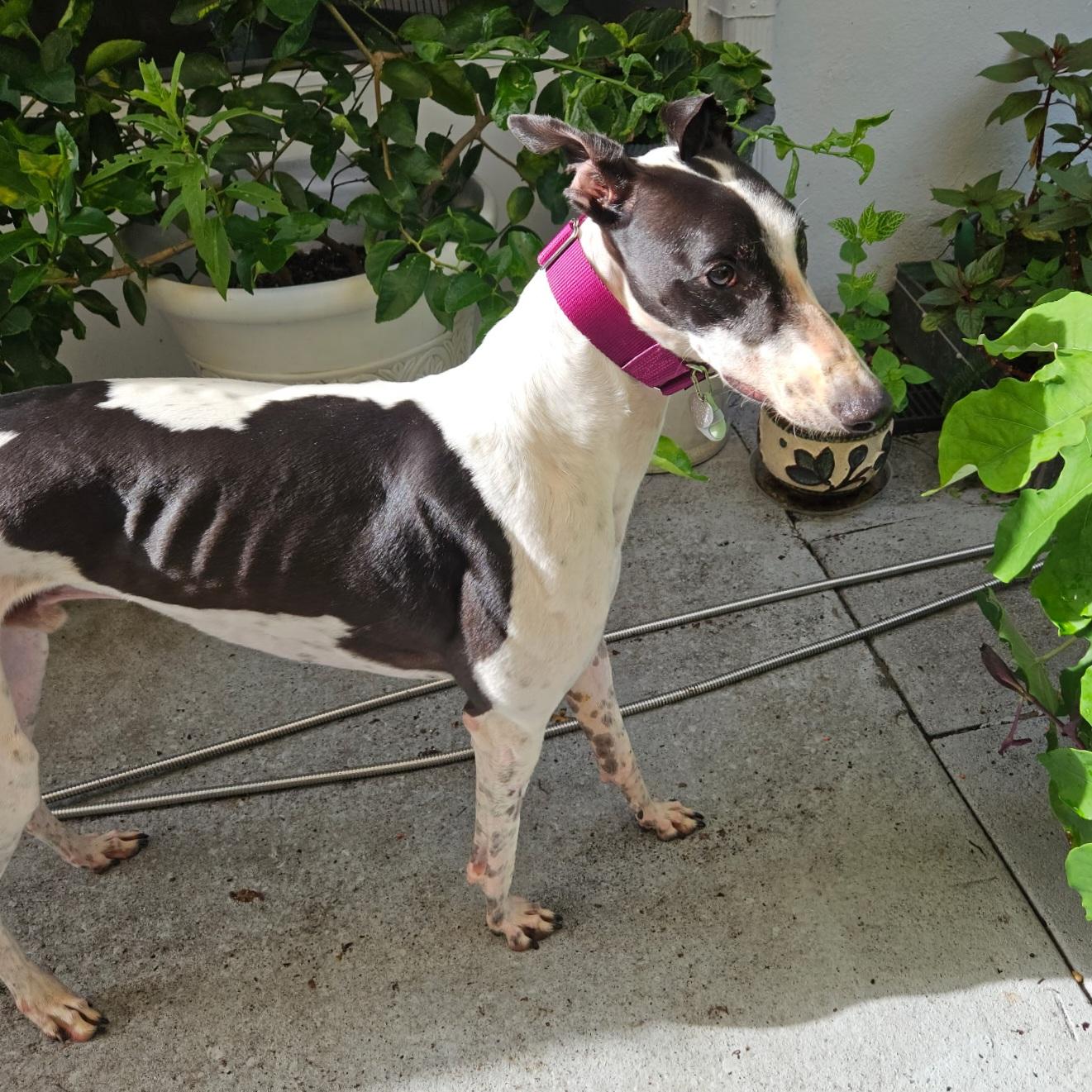 Enlarge Arroyo Windsor (Arnie), a Adopted Greyhound in Tarpon Springs, FL image 3/6