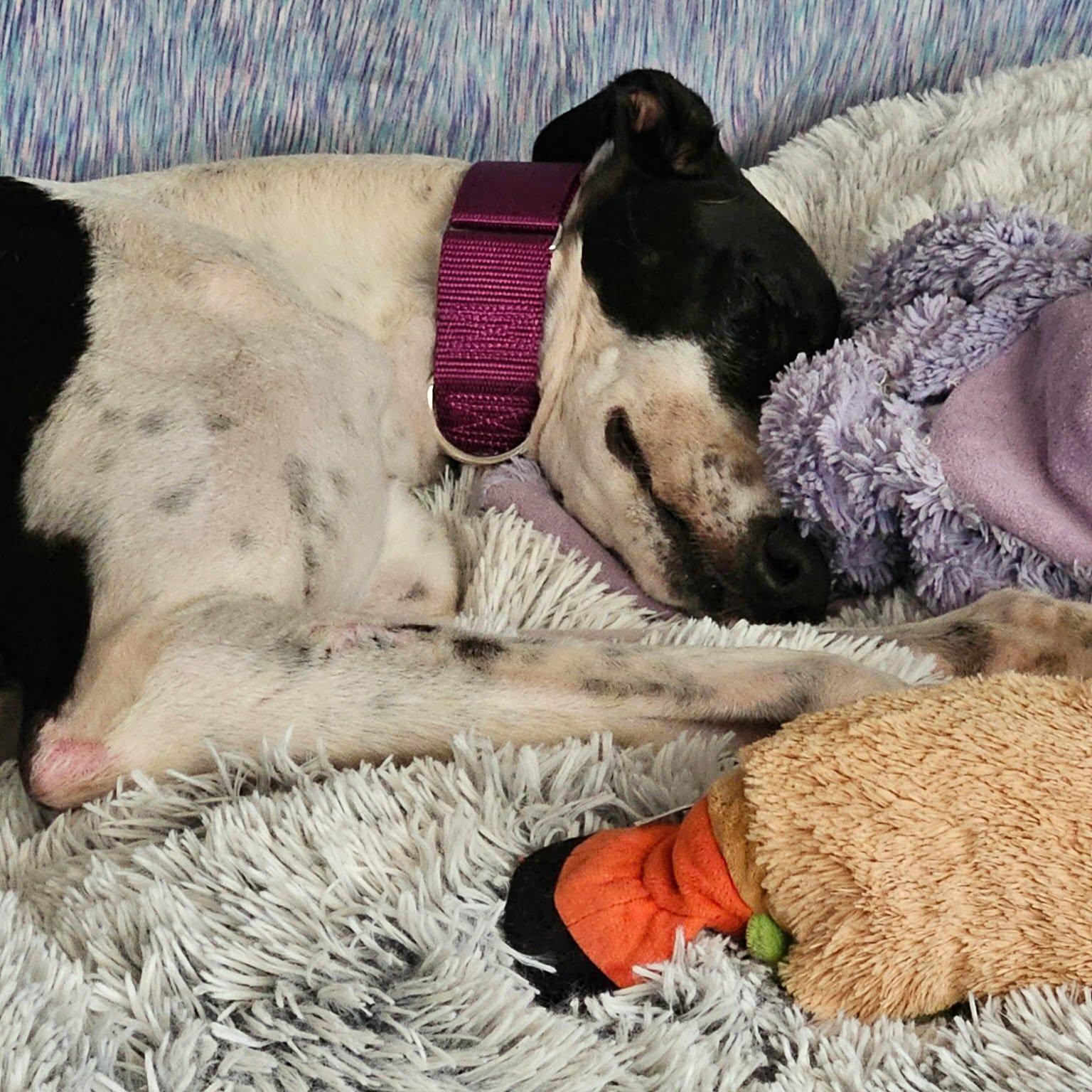Enlarge Arroyo Windsor (Arnie), a Adopted Greyhound in Tarpon Springs, FL image 4/6