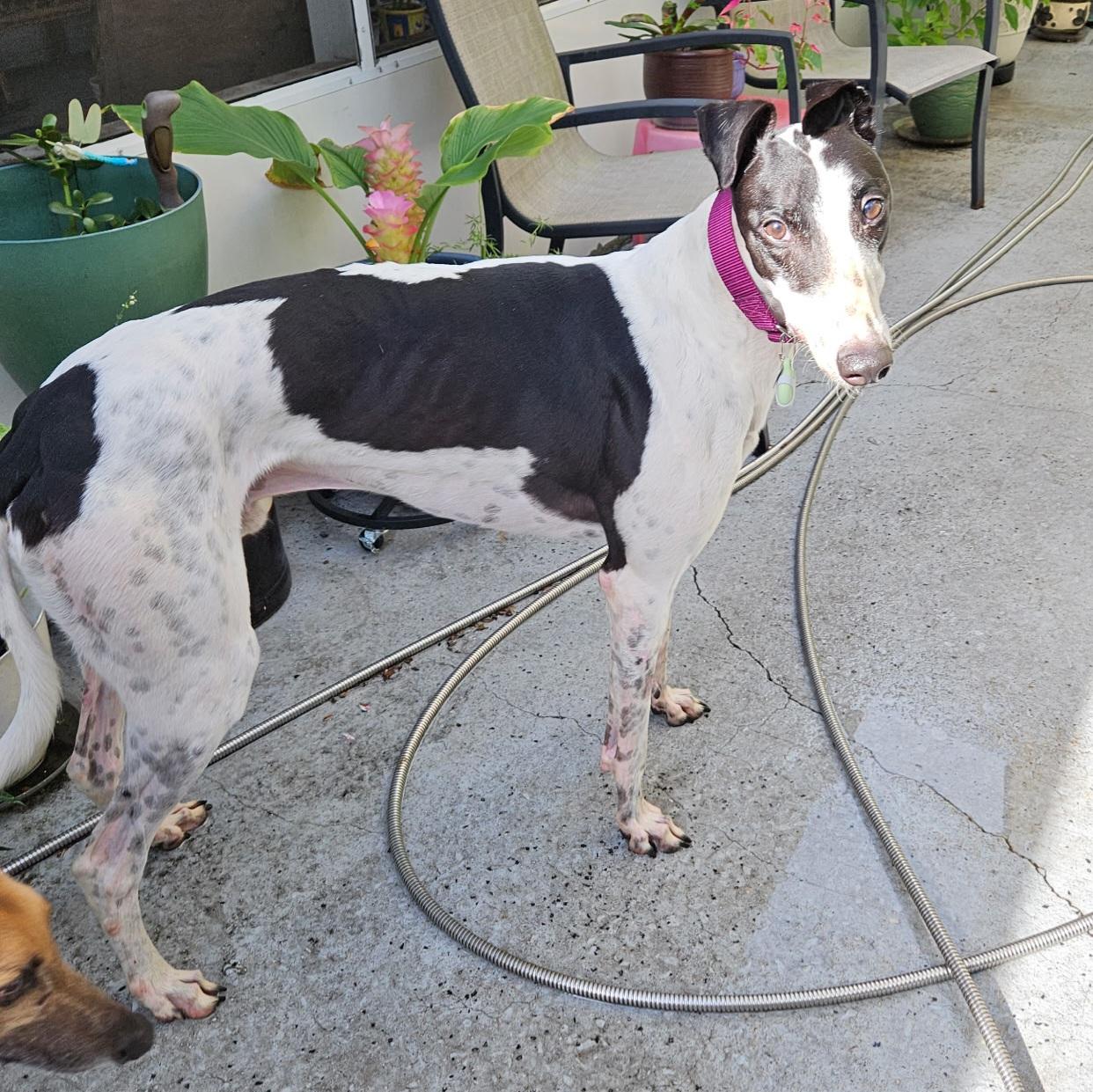 Enlarge Arroyo Windsor (Arnie), a Adopted Greyhound in Tarpon Springs, FL image 5/6