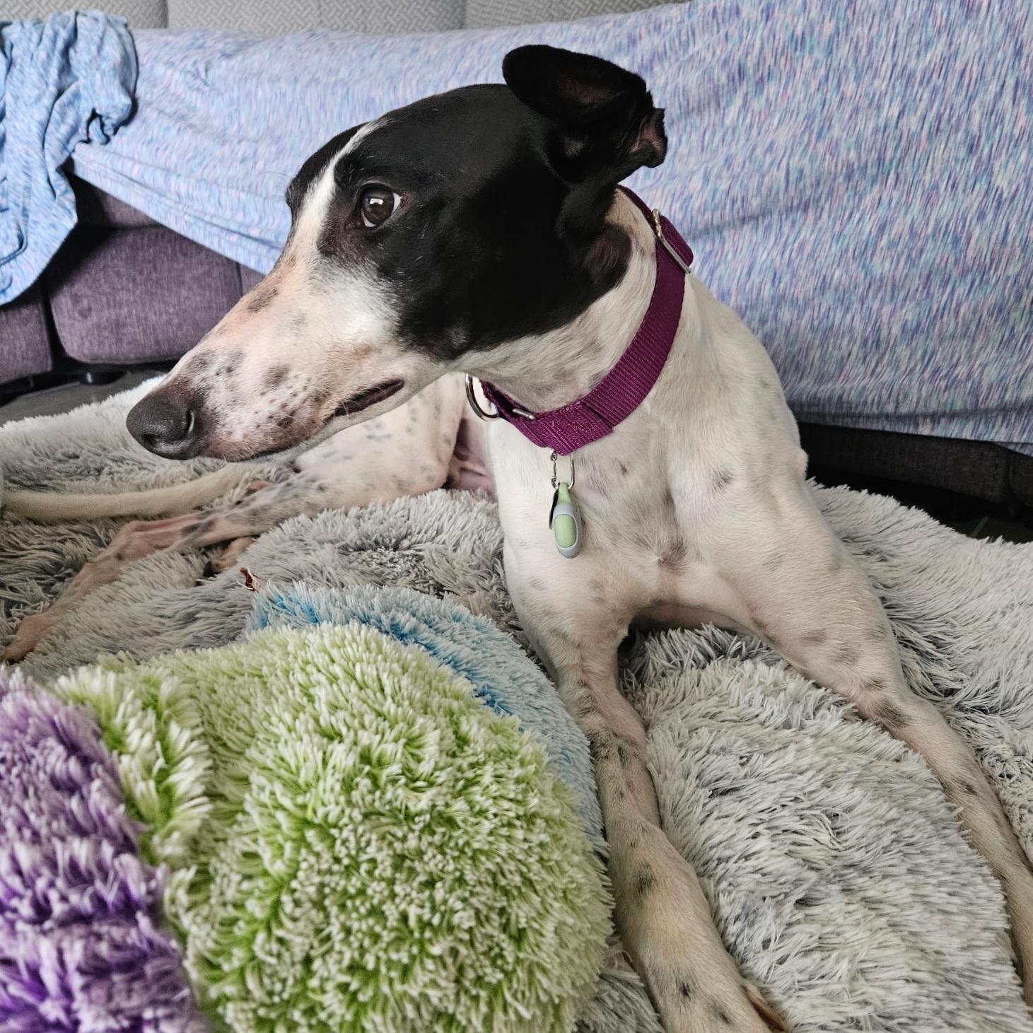 Enlarge Arroyo Windsor (Arnie), a Adopted Greyhound in Tarpon Springs, FL image 6/6