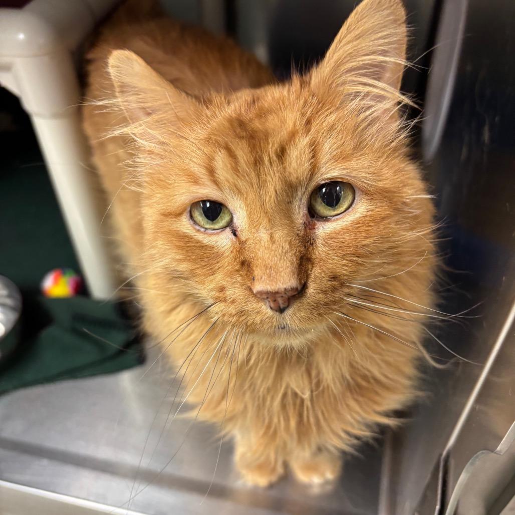 Peeta, Adoptable, Adult Male Domestic Short Hair.