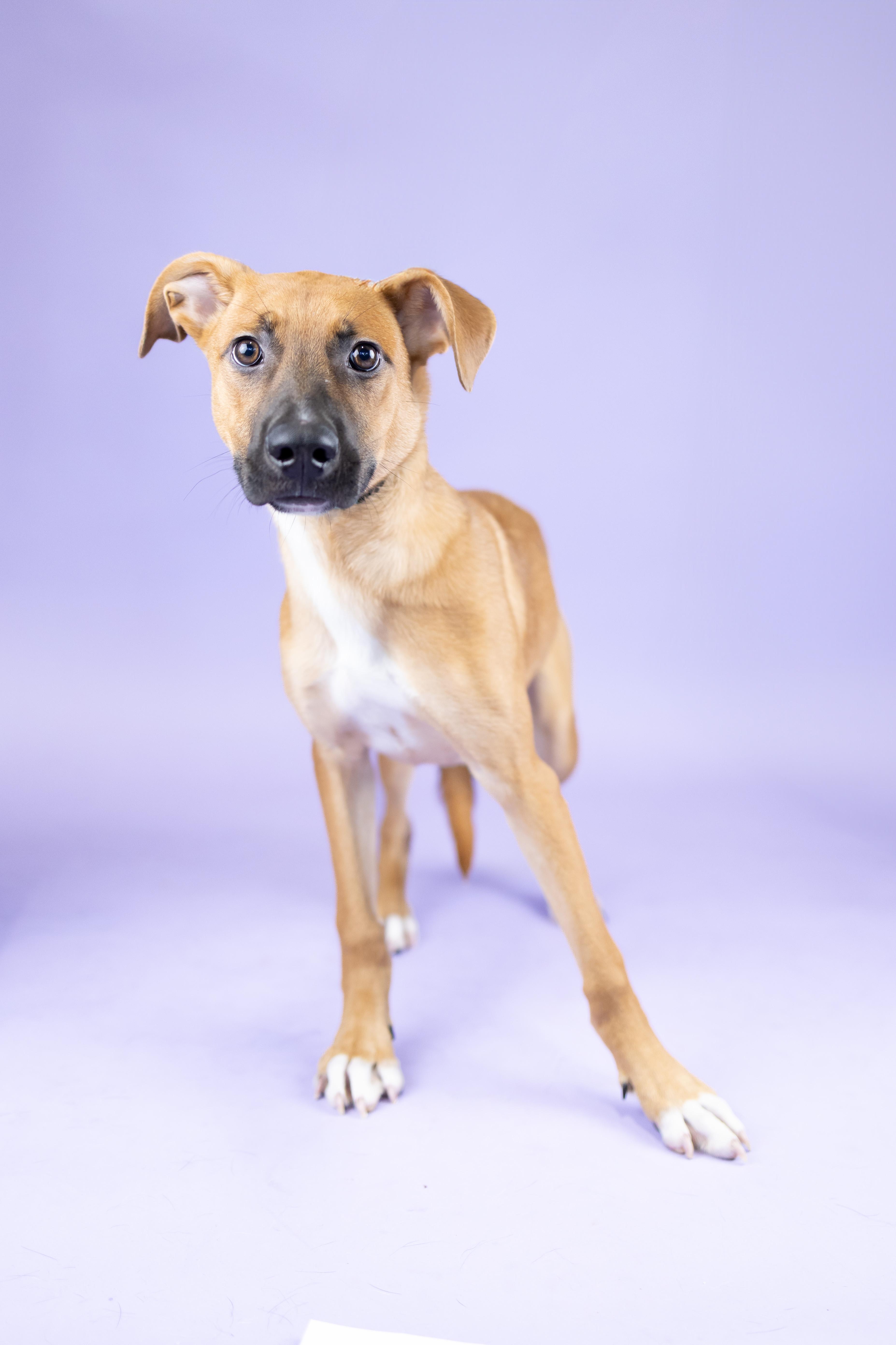 Enlarge Sprout, a Adoptable mixed breed in Portland, OR image 1/1