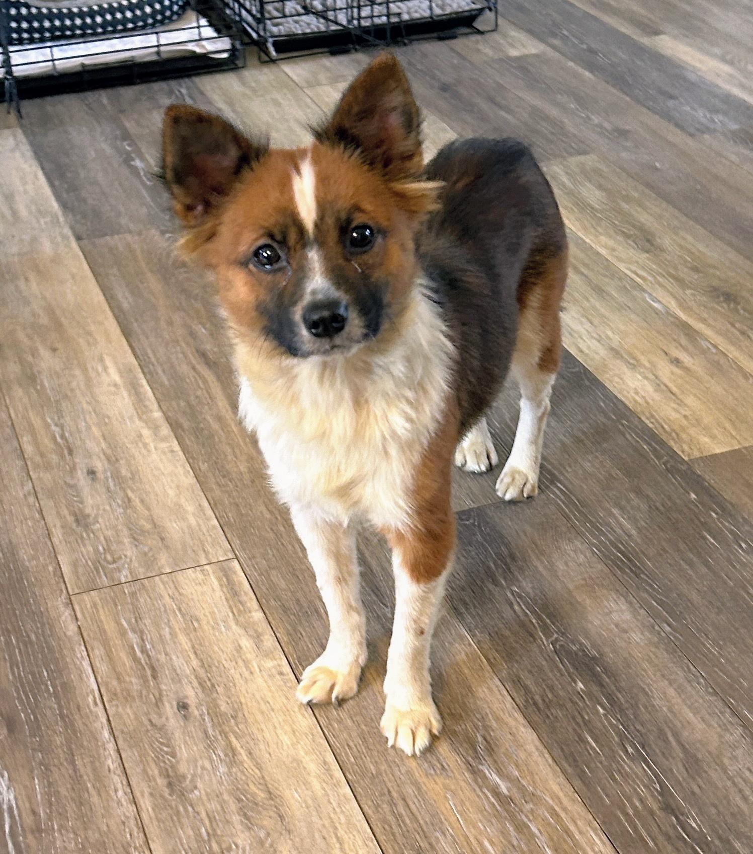 Maisie, an adopted Mixed Breed in Fishers, IN image 2/2