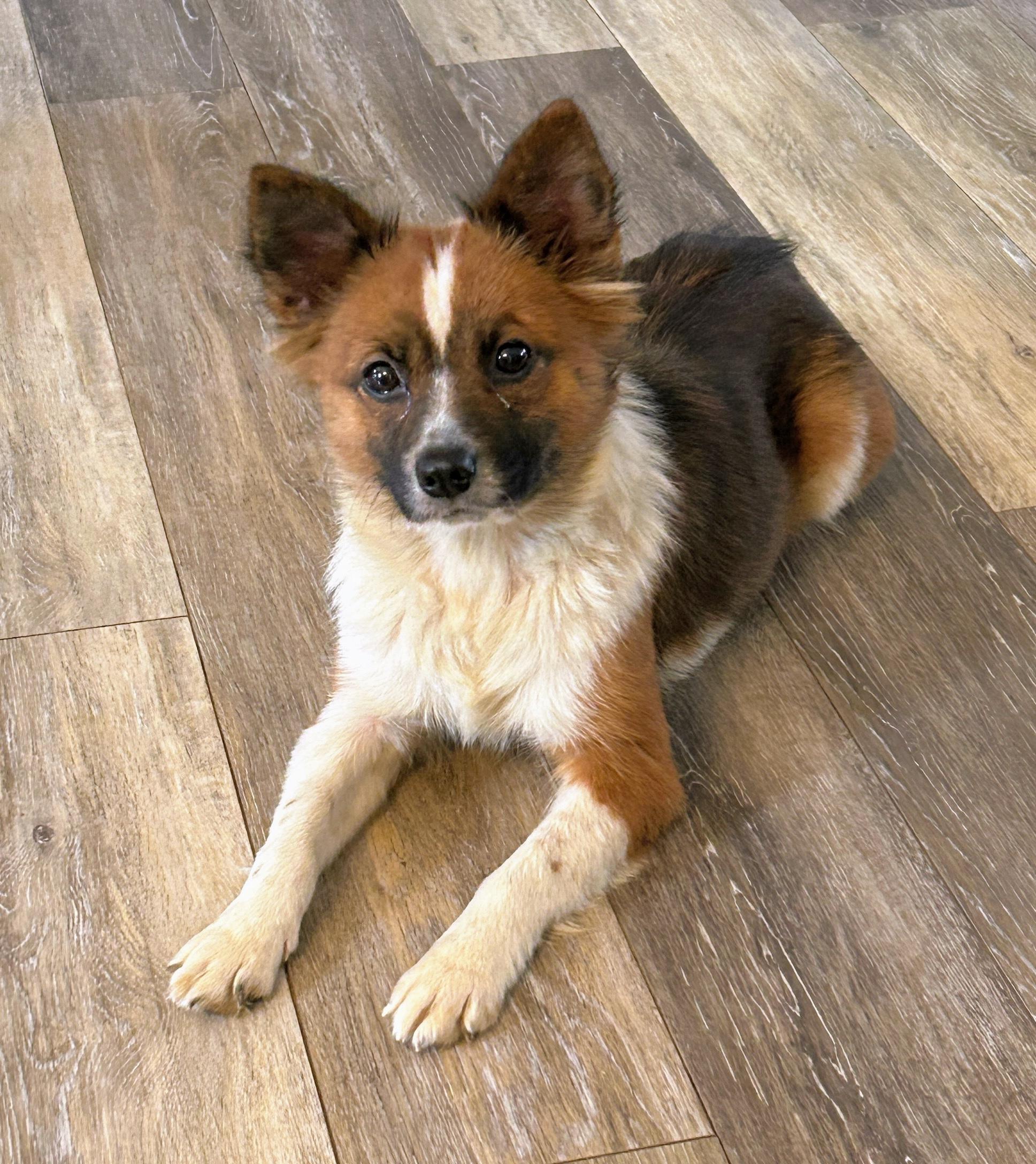 Maisie, an adopted Mixed Breed in Fishers, IN image 1/2