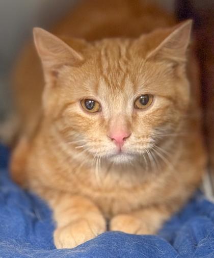 Tigger, Adoptable, Kitten Male Domestic Medium Hair & Domestic Short Hair.