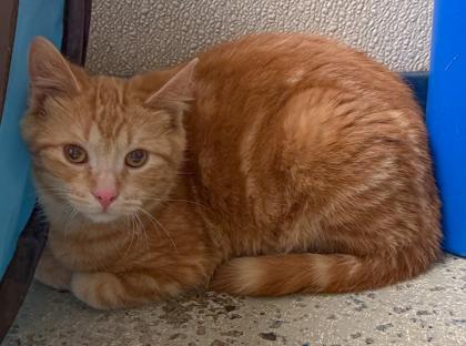 Enlarge Tigger, a Adoptable mixed breed in Baraboo, WI image 1/3