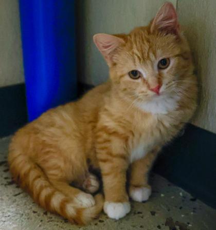 Enlarge Tigger, a Adoptable mixed breed in Baraboo, WI image 2/3