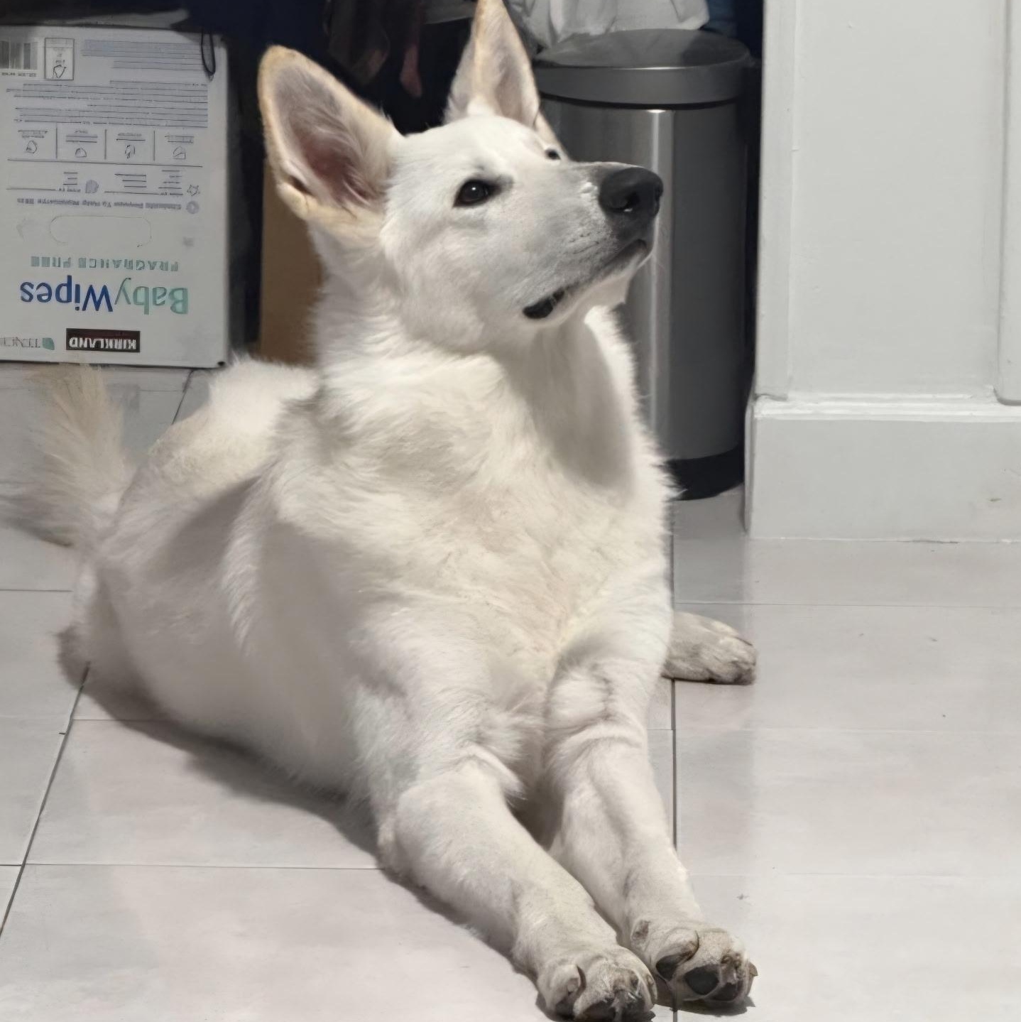 Maximo — thumbnail 5