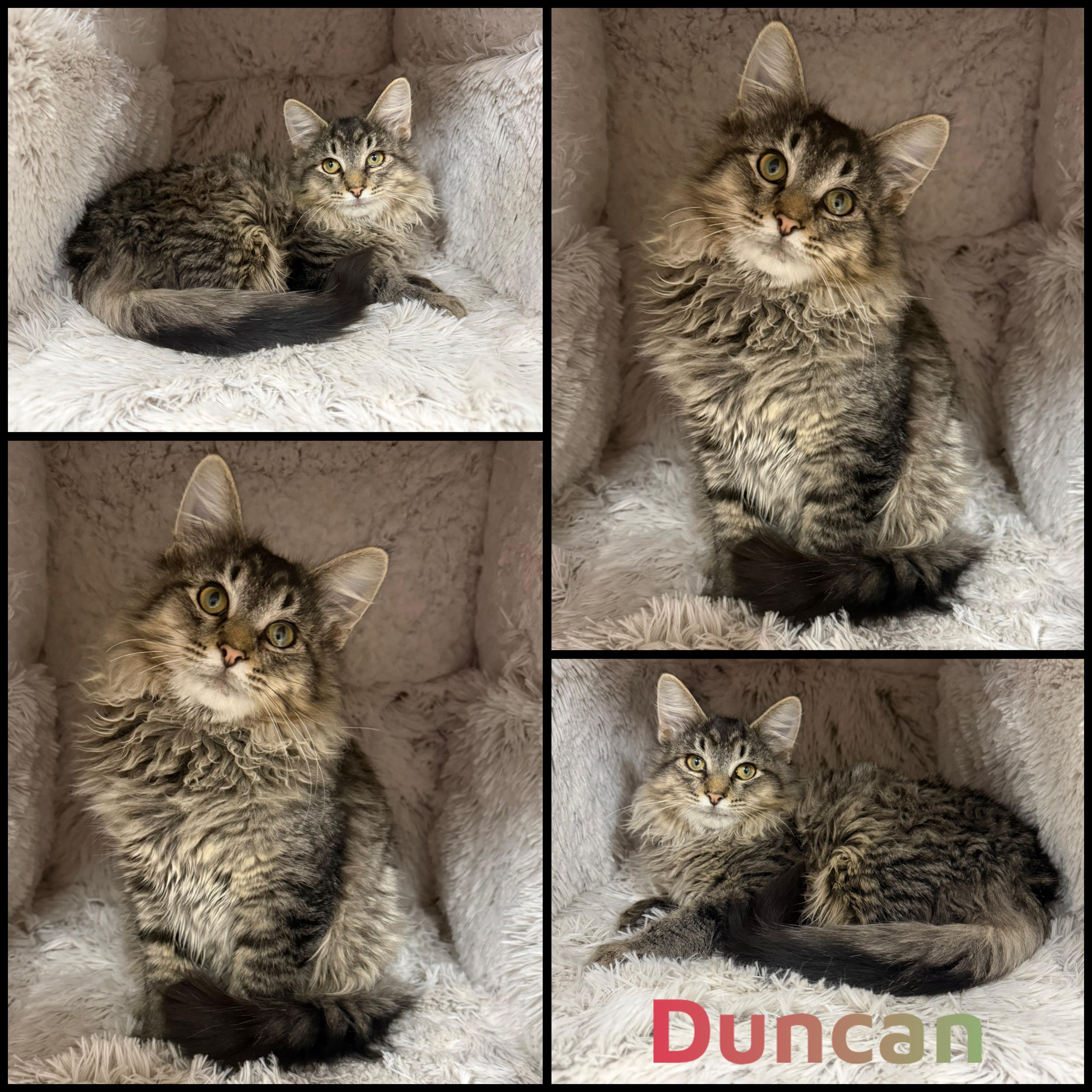 Duncan, adoptable, Kitten Male Domestic Long Hair.