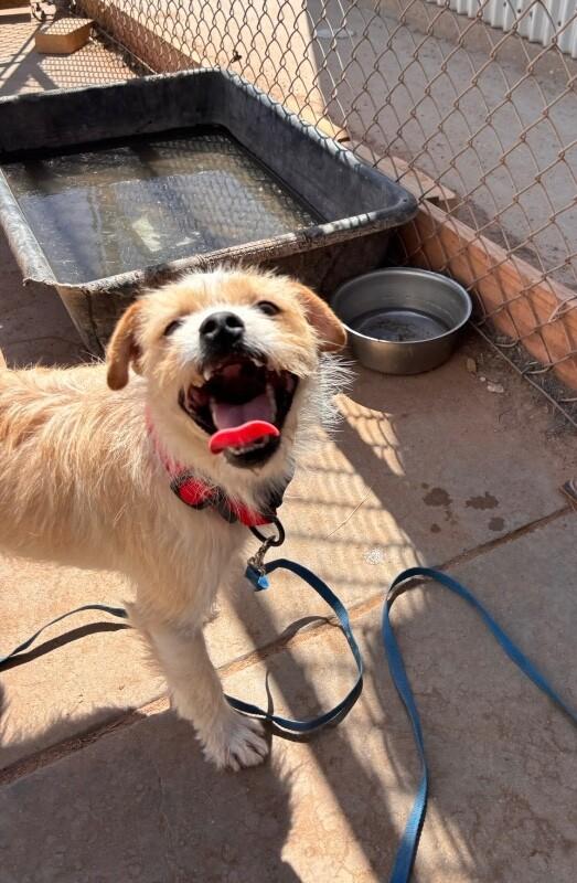 Buddy, a Adoptable Mixed Breed in Hobbs, NM image 1/6