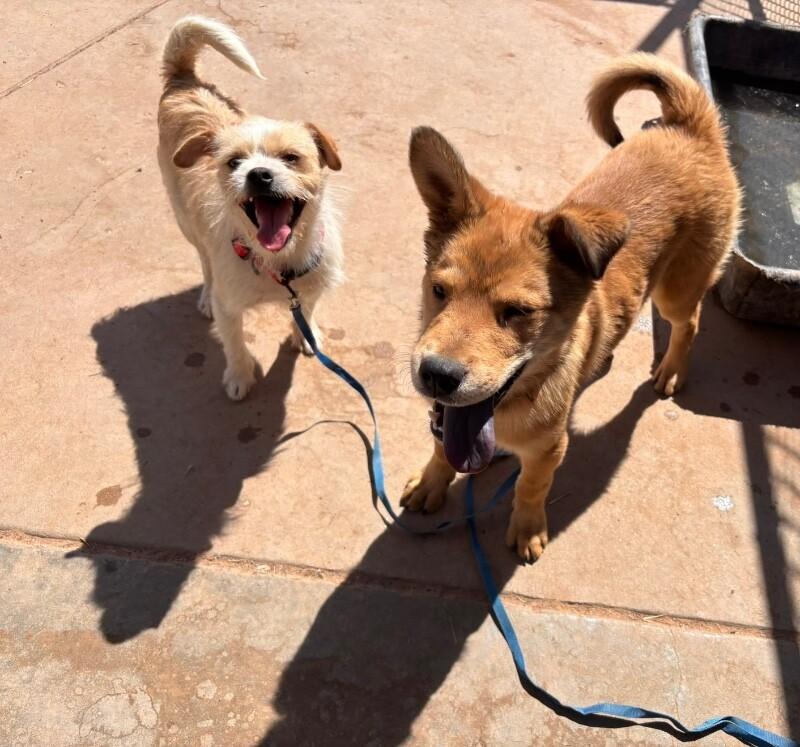 Buddy, a Adoptable Mixed Breed in Hobbs, NM image 2/6