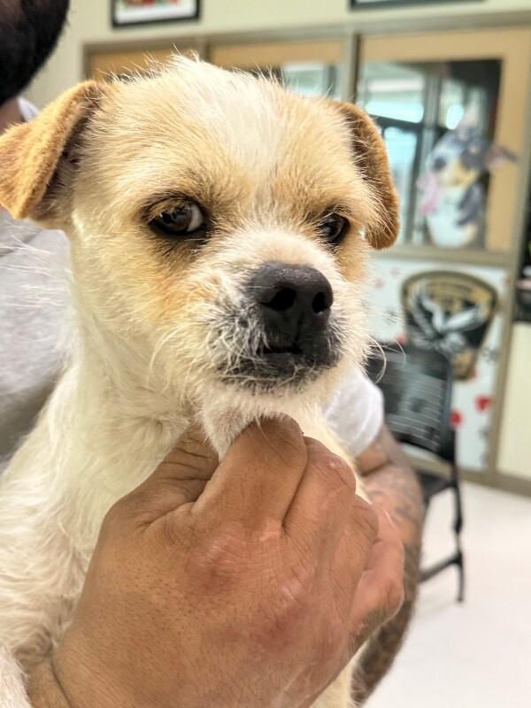Buddy, Adoptable, Adult Male Mixed Breed.